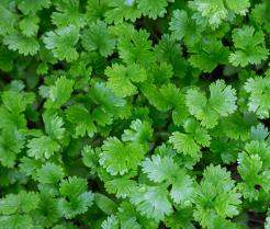 Coriander growing