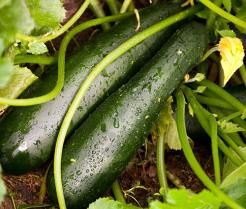Courgettes growing