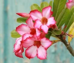 Desert Rose