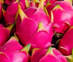 Growing Dragon fruit