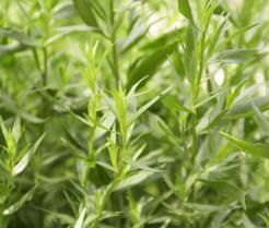 Culture de l'estragon