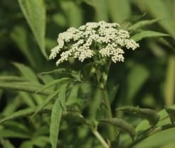 Elderflower