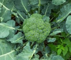 brocoli poussant dans le sol