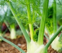 Fennel