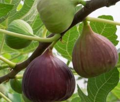 Fig Tree