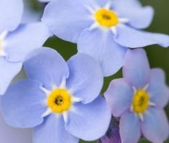 Forget Me Nots