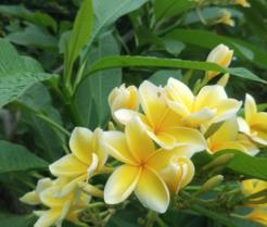 Frangipani