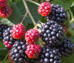 Nahaufnahme von Brombeeren, die am Strauch wachsen