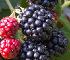 Jeżyny — uprawa i pielęgnacja