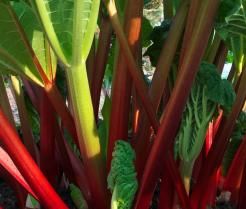 Rhabarber wächst im Freien