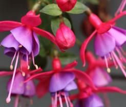 Fuchsia