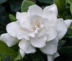 Gardenia