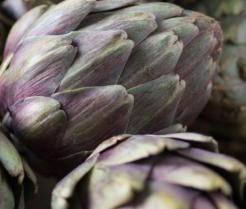 Globe Artichoke small