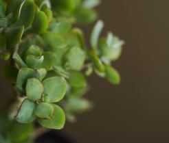 Drzewko szczęścia w domu