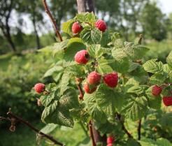 Comment planter les framboisiers