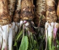 Meerrettich in einer Reihe