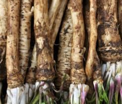 Horseradish