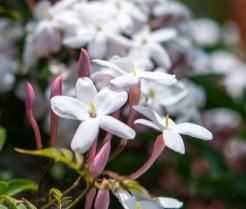 Jasmine