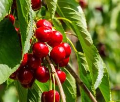 Cherries in Tree