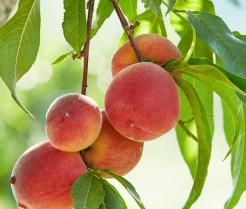 Pear in a tree