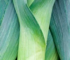 Growing Leeks