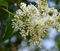 Lemon Myrtle