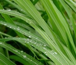 Lemongrass small