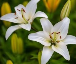 Lilies