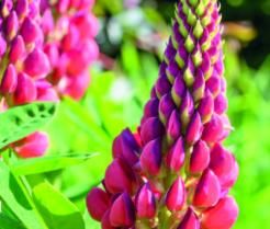 How to Grow Lupins 