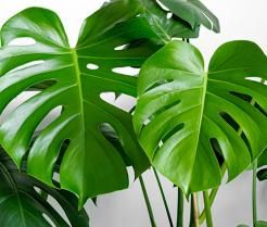 Monstera indoor plant growing