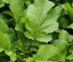 Mustard Greens