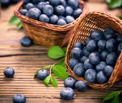 Comment cultiver les Myrtilles