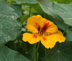 Nasturtium