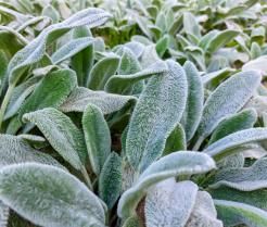 Entretenir les oreilles d'ours