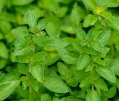 Oregano