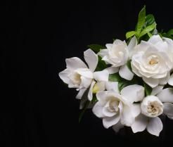 weiße Gardenienblüten vor schwarzem Hintergrund