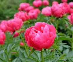 Conseils pour cultiver la pivoine