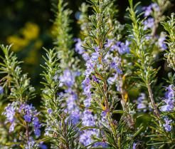 Rosmarin wächst im Freien