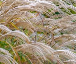 Pampas grass: Planten en verzorgen - Plantation et entretien - Love the garden