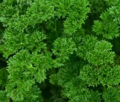 Parsley small