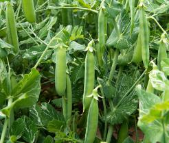 Peas growing