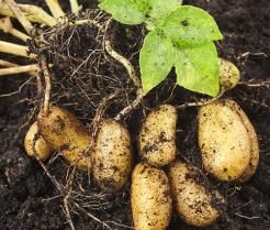 Freshly dug potatoes
