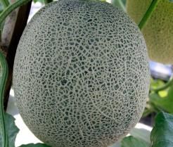 Rockmelon