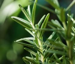 Rosemary