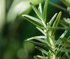 Rosemary growing