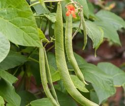 Runner beans growing