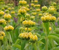 Culture de la sauge de Jérusalem