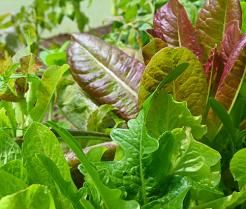 Homegrown salad greens