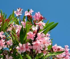 Oleander to prawdziwa ozdoba ogrodu i tarasu