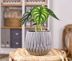 Alokazje to efektowne rośliny tropikalne